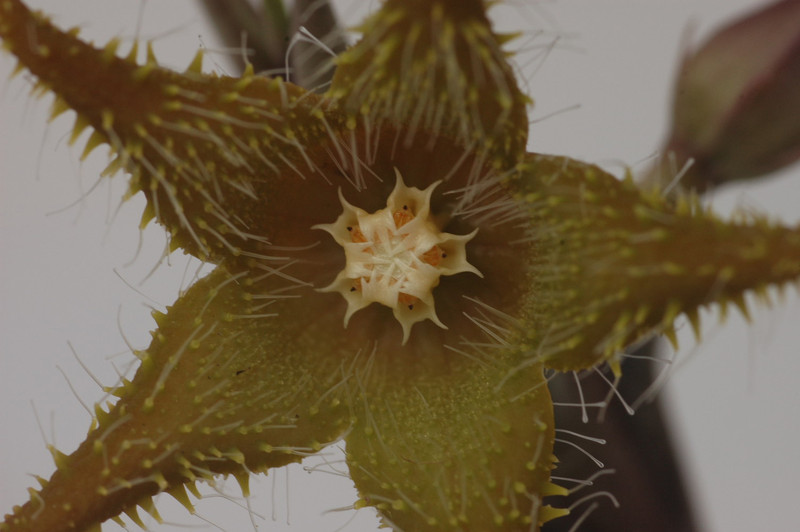 orbea dummeri d881 03