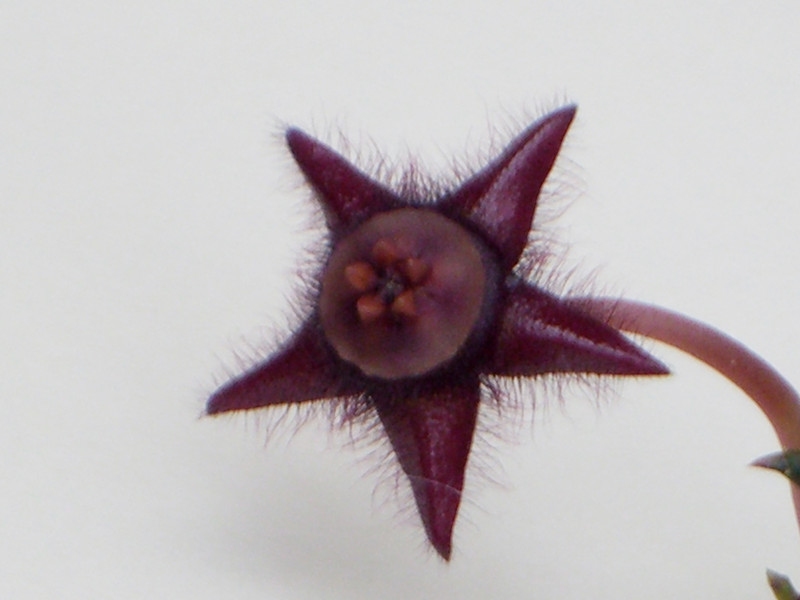 duvalia elegans 0761