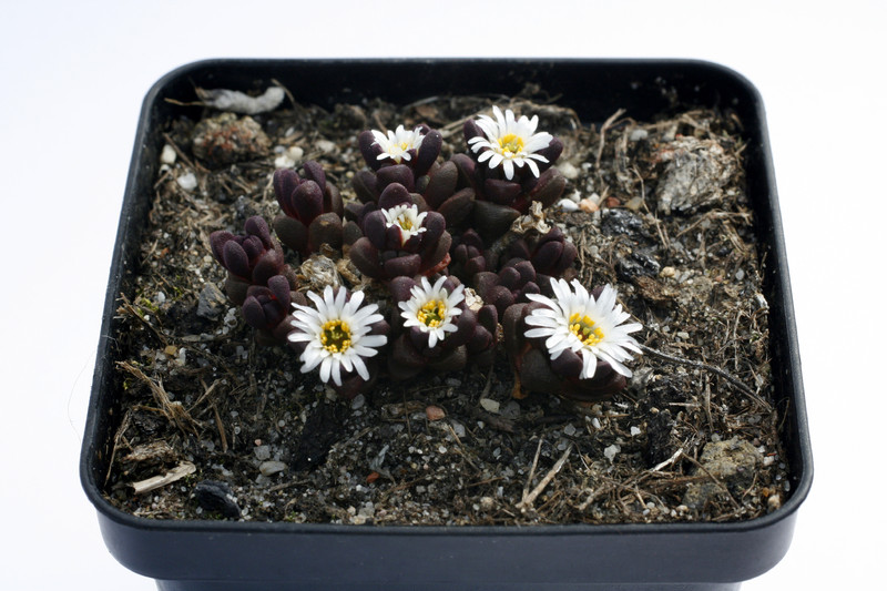 delosperma alpinum 9224