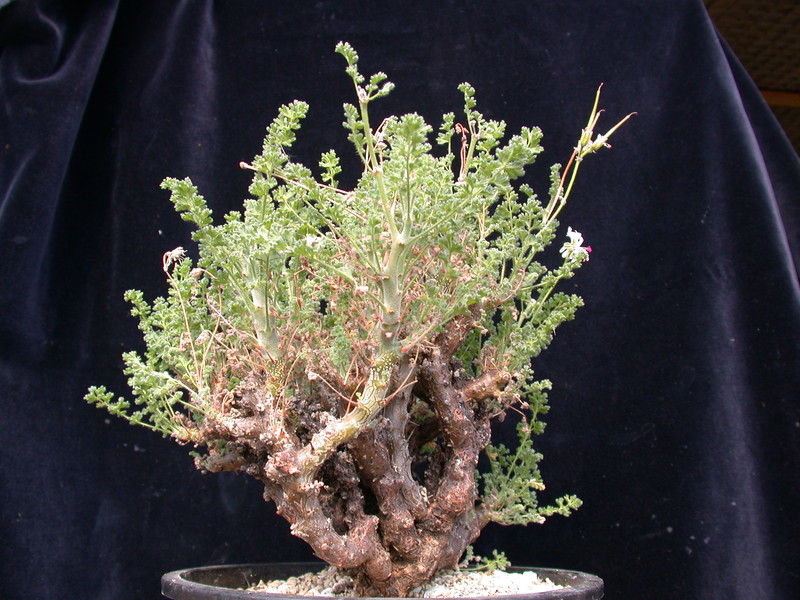 pelargonium alternans 983