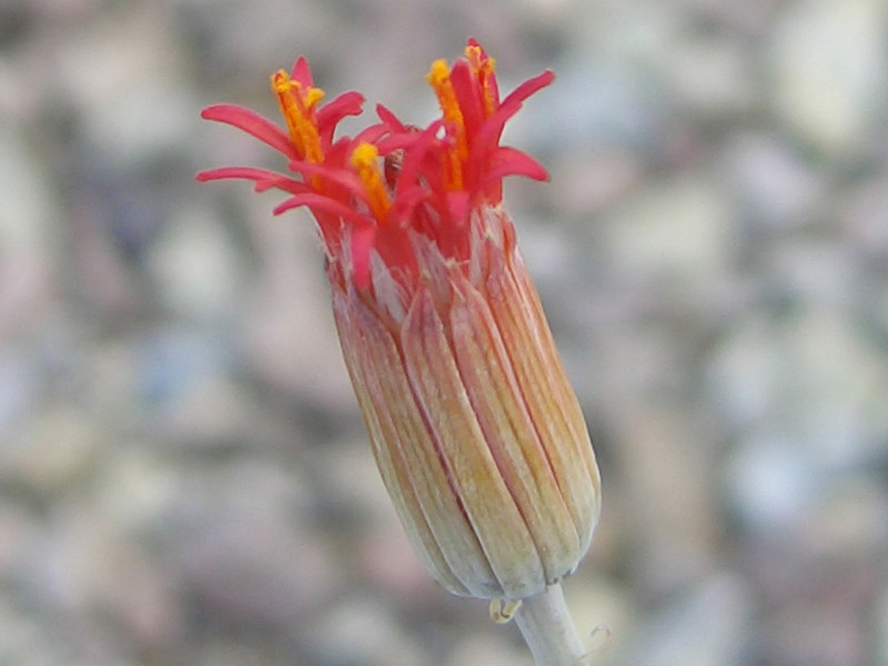 senecio stapeliaeformis greggi 1361