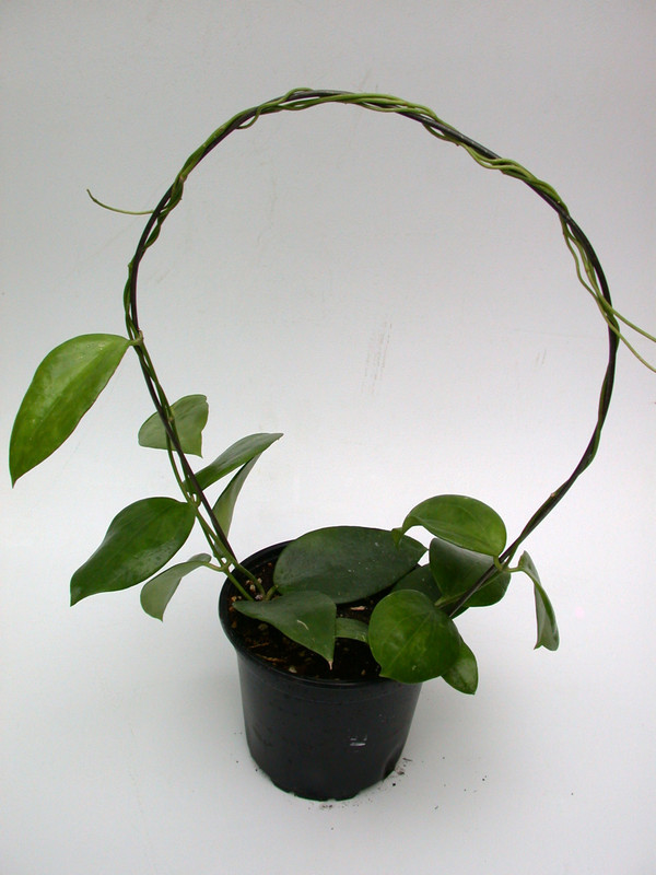 hoya aldrichii 3938