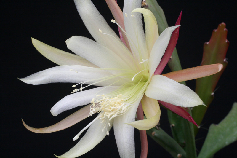 eh aztec star w 5260 6889