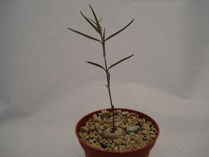 brachystelma gracile 165
