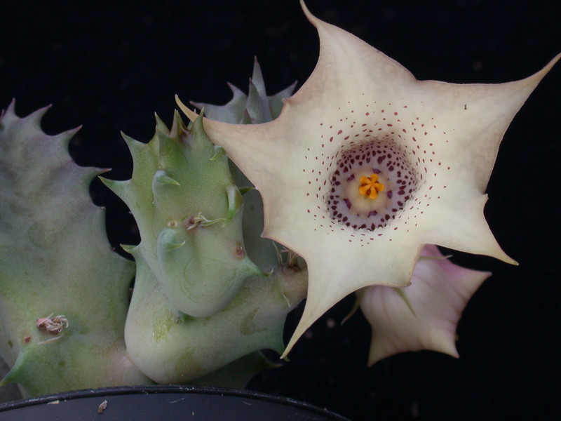 huernia quinta es3326 01