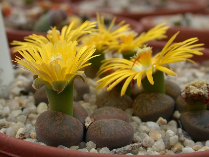 lithops lesliei lesliei warrenton1