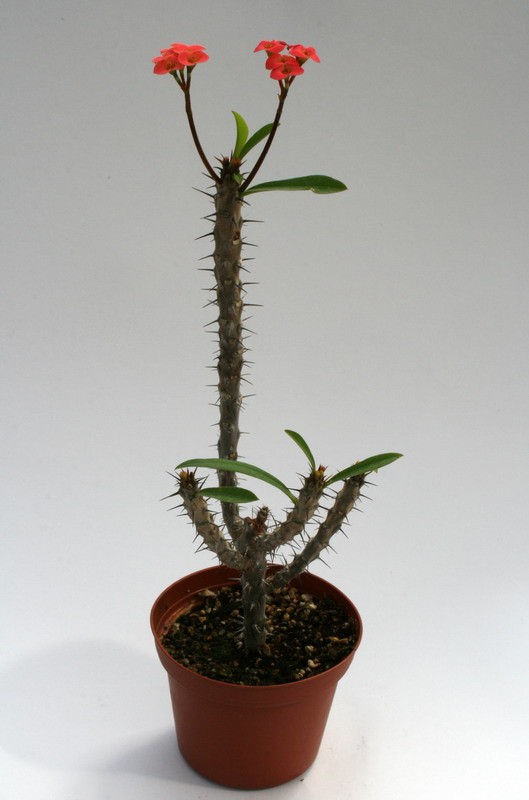 euphorbia milii nov isalo 6769 sm