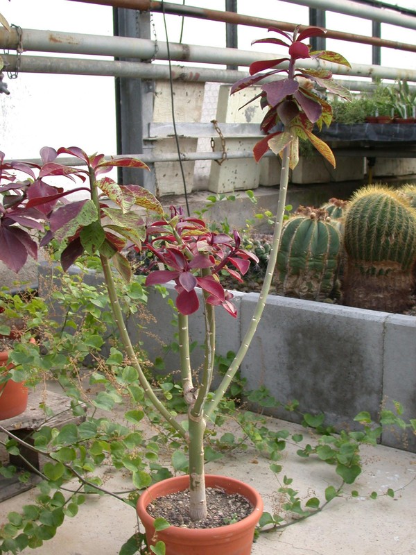 synadenium grant rubr