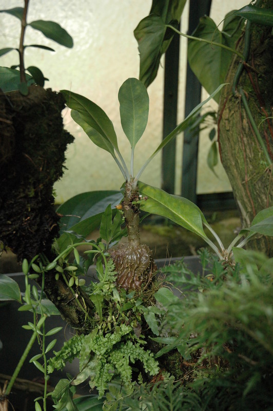 myrmecodia armata 9610