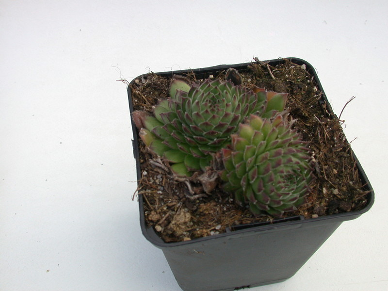 sempervivum ruthenicum 5732