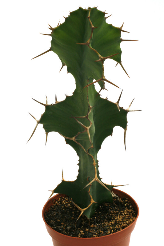 euphorbia grandicornis 0398