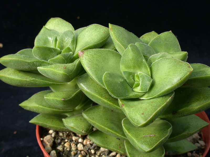 crassula springtime 02