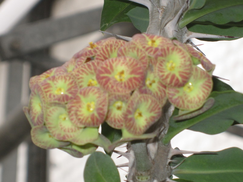 euphorbia bevilaniensis 3915