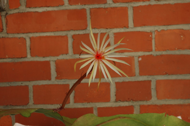 epiphyllum phyllanthus rubrocoronatum rba373 724