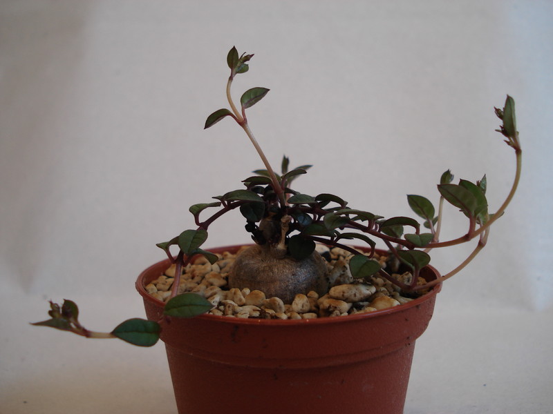 brachystelma pulchellum 151