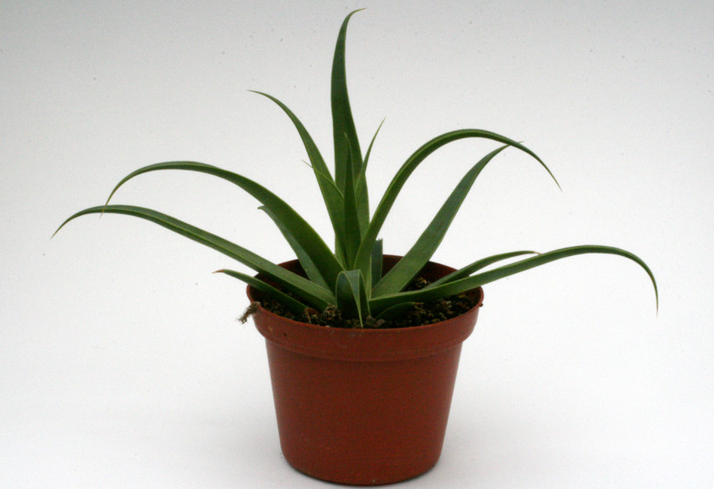 agave bracteosa 8796