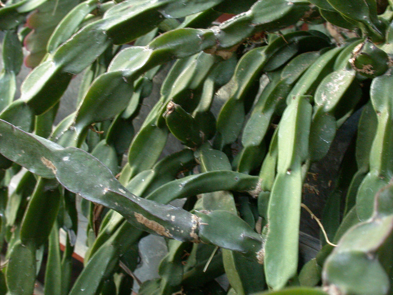 rhipsalis paradoxa 24