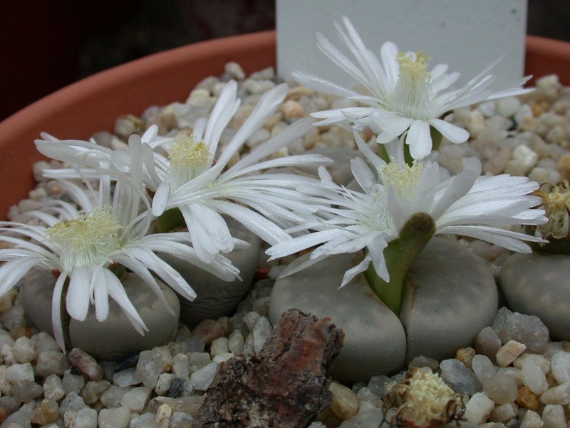 lithops julii pallid2