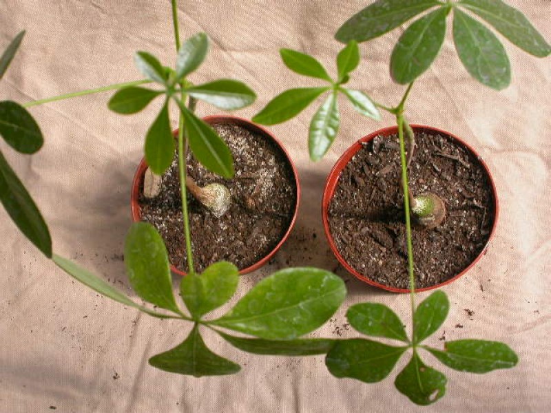 bombacopsis cubensis