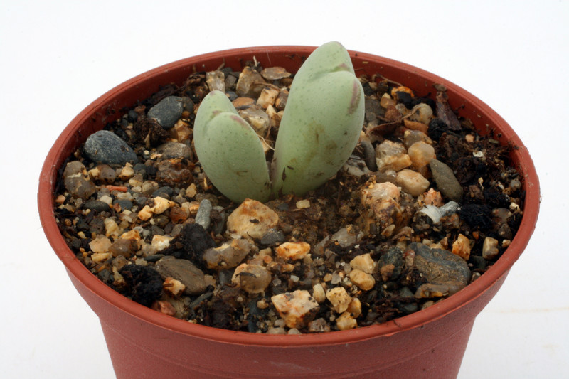 conophytum bilobum altum rr787 2805