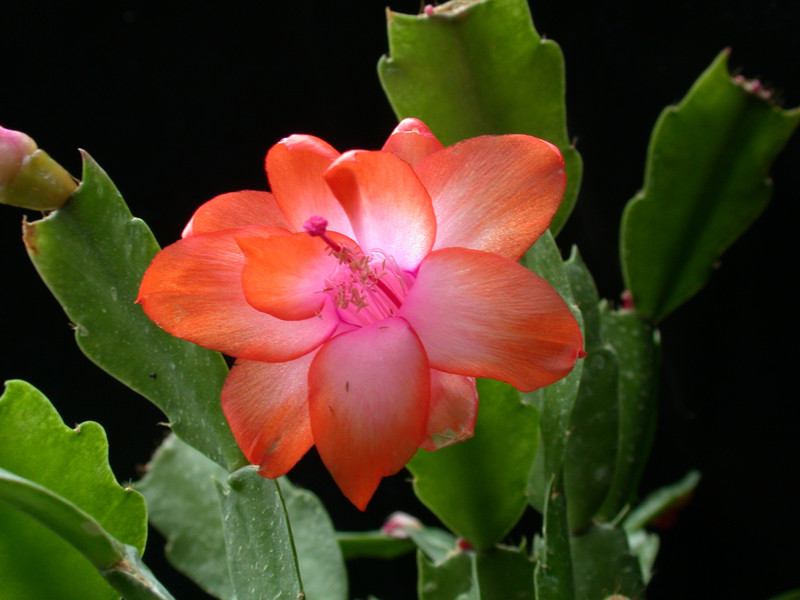 schlumbergera orange devil 03