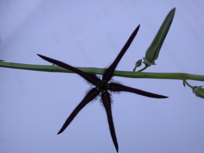 caralluma procumbens india d1664 03