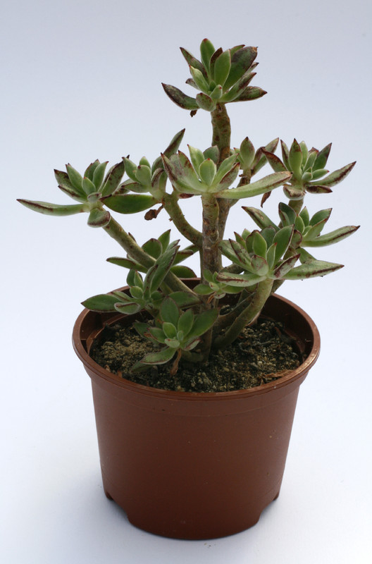 echeveria harmsii 7936