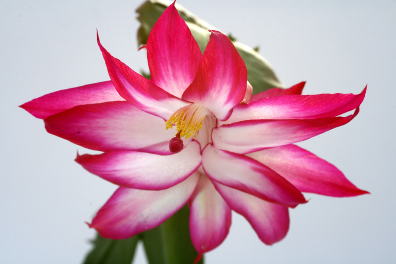 schlumbergera bristol rose ve 1612