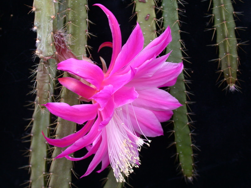 aporocactus fliedery paetz 982637