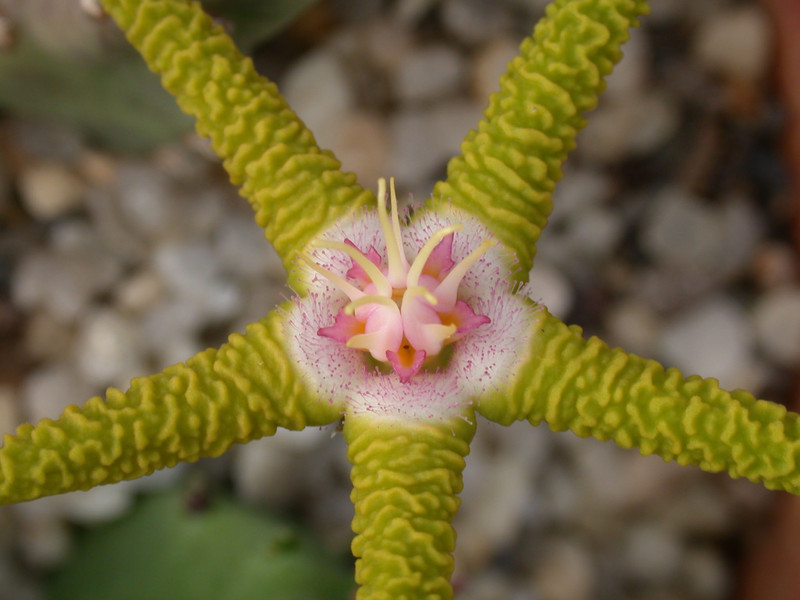 stapelia flavirostris pehl1510 02