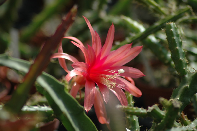 aporocactus sussex flame 0987