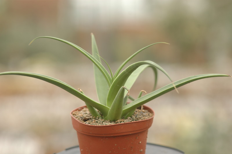 agave bracteosa 8725