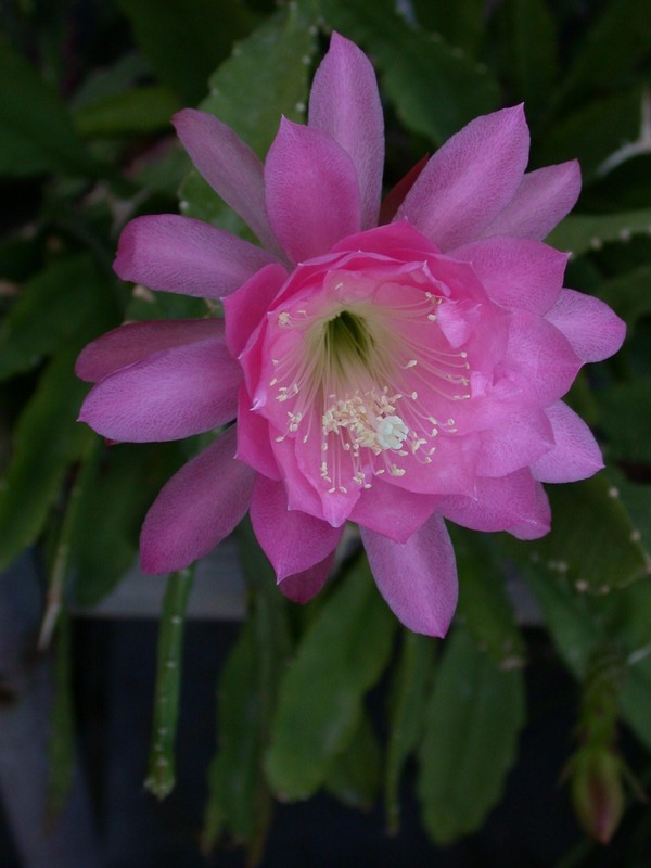 rhipsalis cruciformis boliviana 02