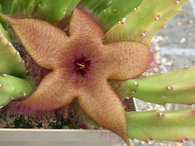 stapelia tsomoensis ims872 pb2143 01