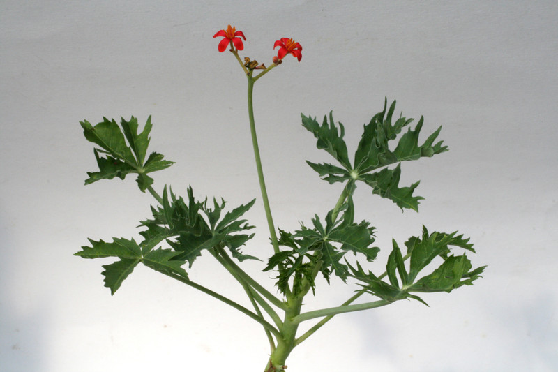 jatropha berlandieri 3826