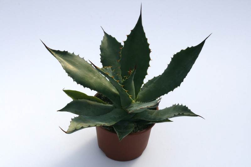 agave maximiliana chiroga 7834