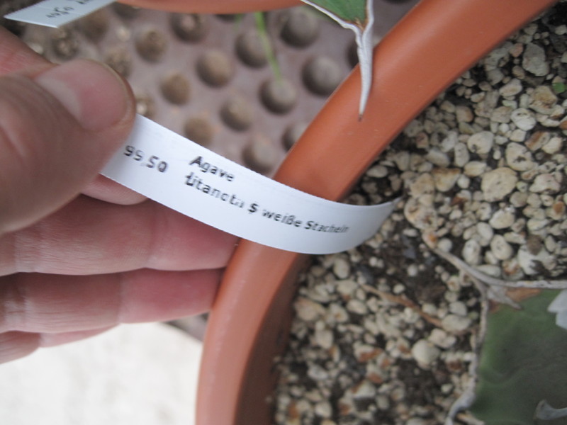 agave titanota weiss 7710