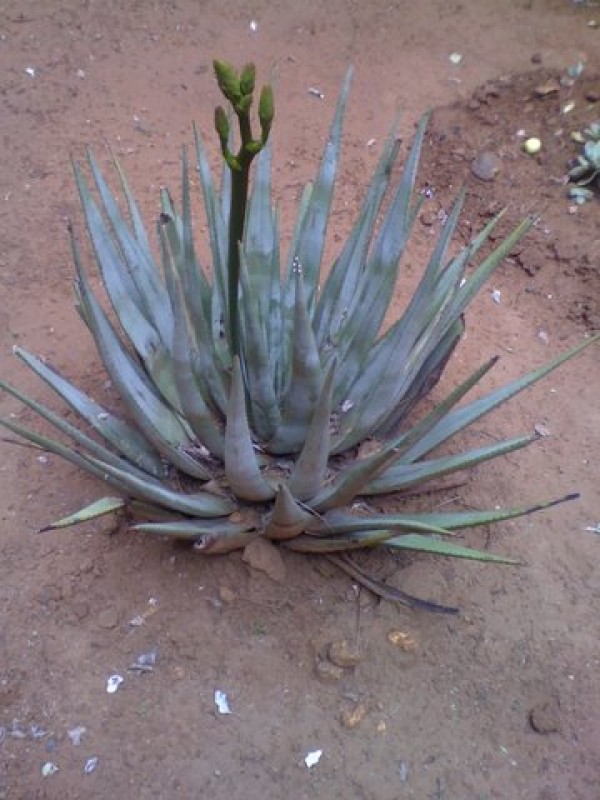 aloe 04-03-09 1344