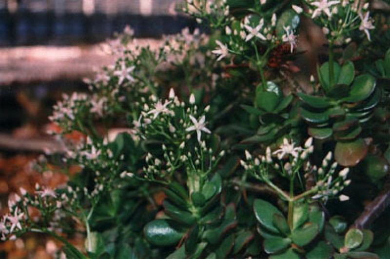 crassula portulacaria 04