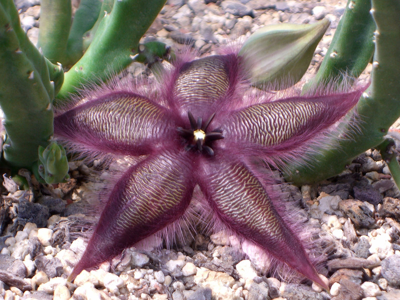 stapelia asterias 0056