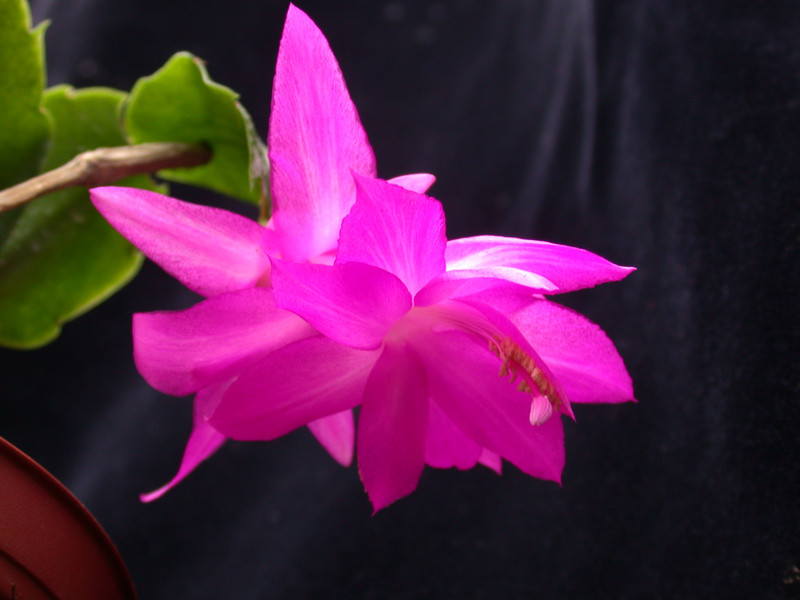 schlumbergera madonga 01