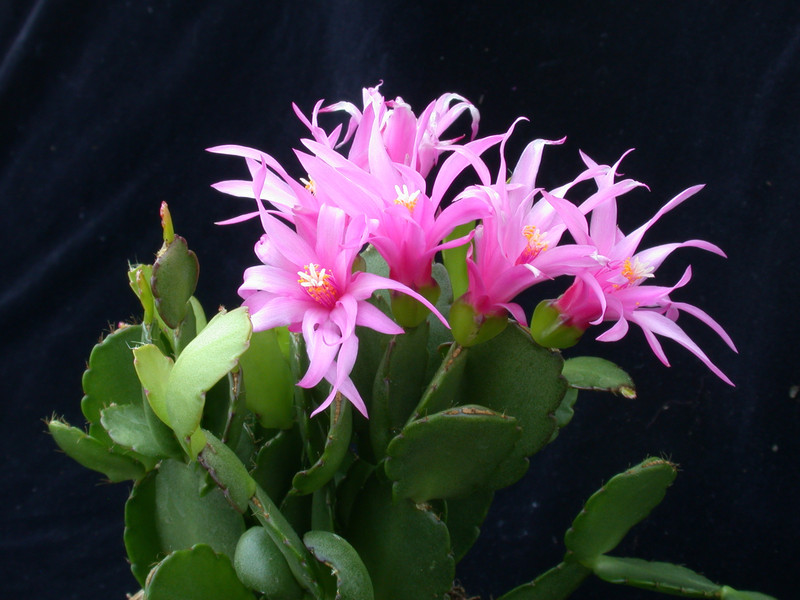 rhipsalidopsis tricky pink 00115