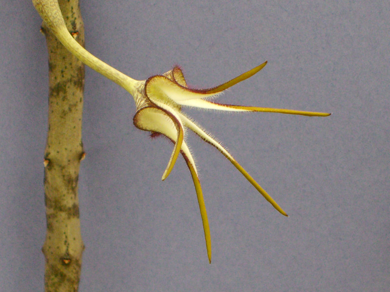 ceropegia stapeliiformis 2227