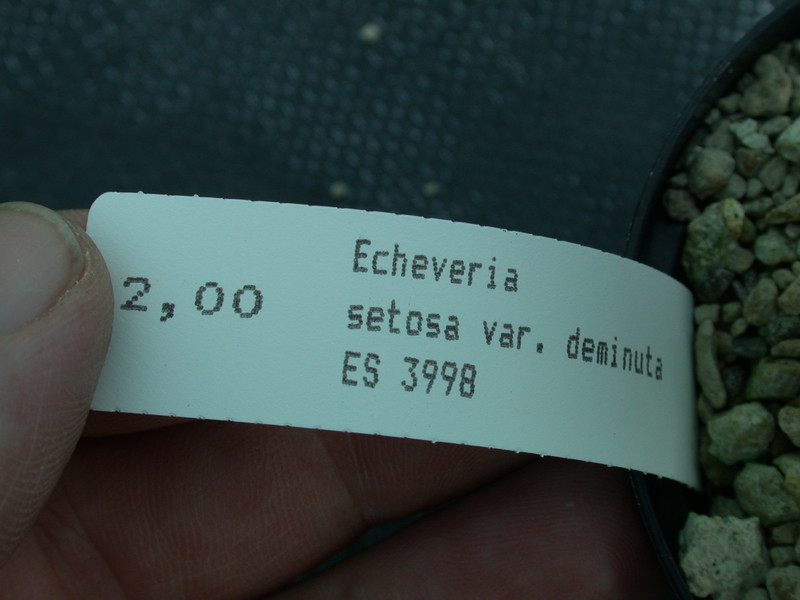 echeveria setosa deminuta es3998 03