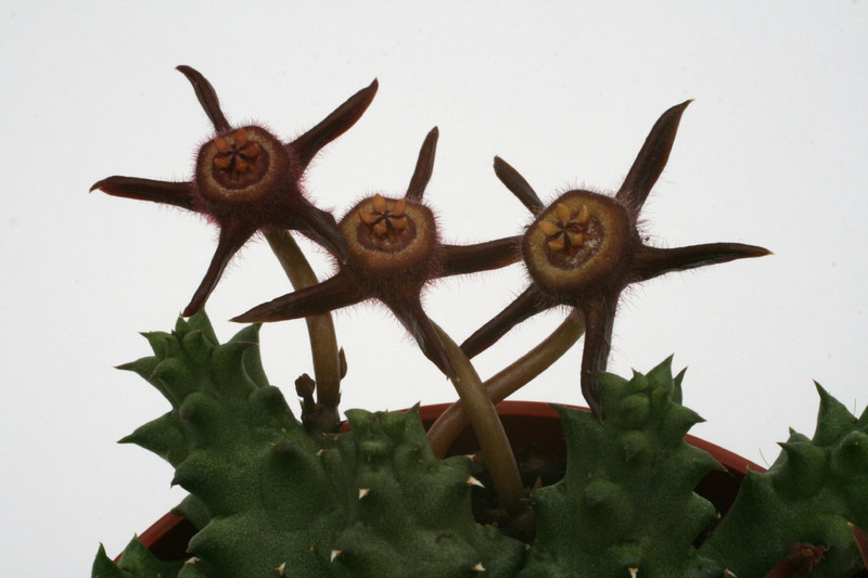 duvalia angustiloba aff 8835