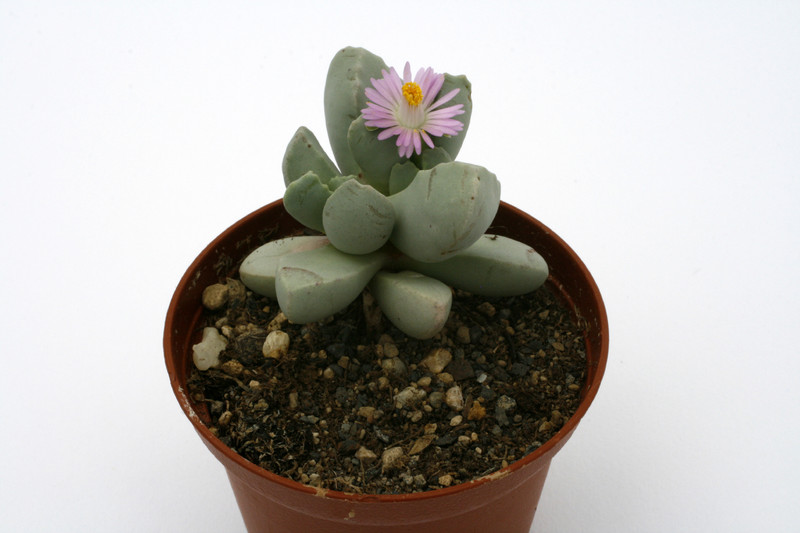 dracophilus montis draconis sperrgebiet 0712