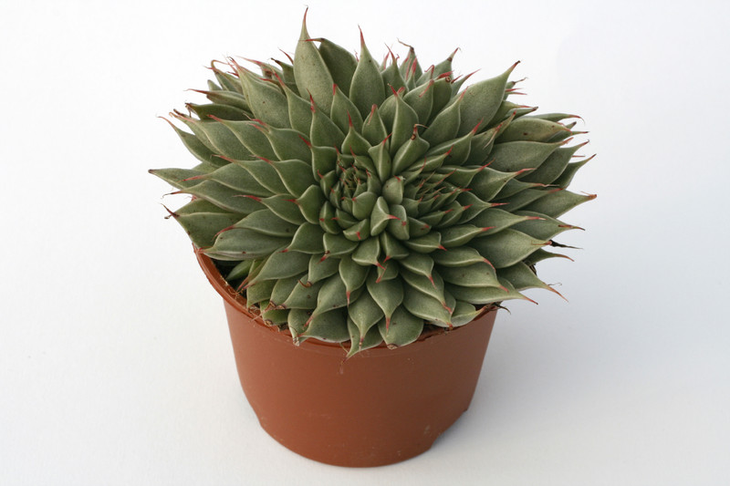 graptovera silver star 7266
