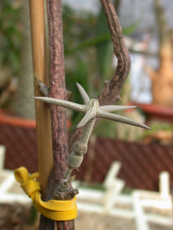 ceropegia variegata es1016 01