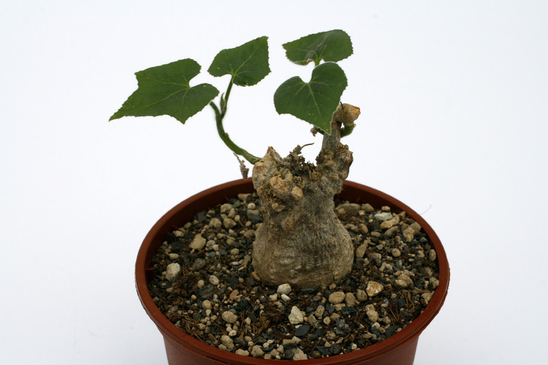 corallocarpus boehmii 9412