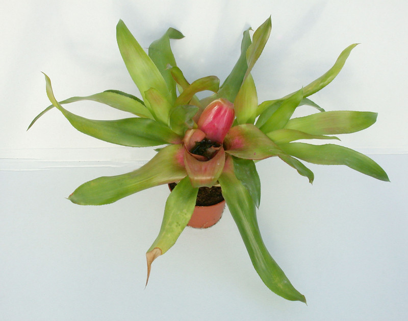 neoregelia meyendorfii 03